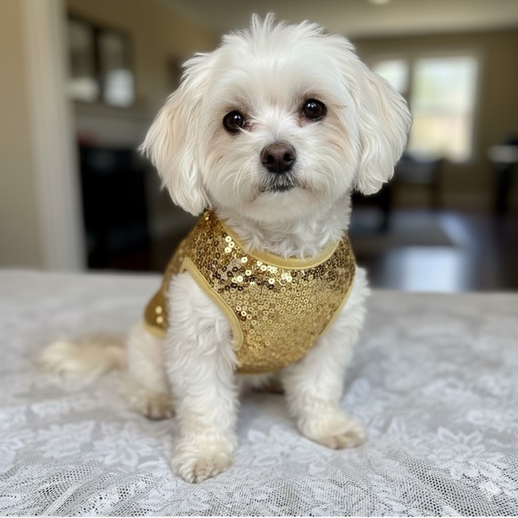 Y2K JUICY COUTURE GOLD SEQUIN DOG TEE SHIRT SZ MEDIUM NEW SUPERHERO COSTUME CAPE - Picture 2 of 11